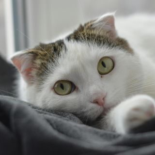 ¿Cómo afectará a nuestras mascotas el Eclipse Solar?