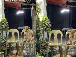 Un perro se volvió viral por acompañar a su dueña hasta el final. ESPECIAL.