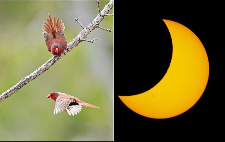 En observaciones pasadas, se ha notado una serie de comportamientos interesantes en animales durante los eclipses solares. UNSPLASH / D. Clode / EL INFORMADOR / ARCHIVO