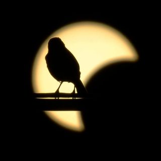 ¿Cuándo será el próximo eclipse solar que podrá verse en México?