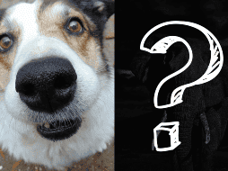 El olfato en los animales es un tesoro sensorial que guía sus vidas y garantiza su supervivencia. ESPECIAL/CANVA