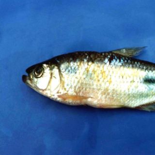 Este superalimento es el que más colágeno contiene para tu piel