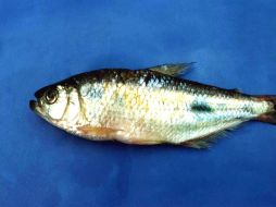 Este alimento es el que más colágeno contiene por porción. AFP / ARCHIVO