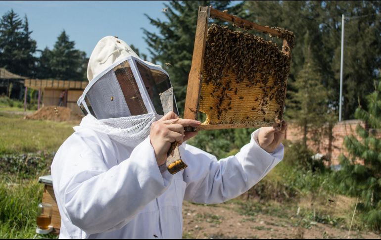 Este evento de convertirse apicultor por un día, será una experiencia nueva en tu vida. NOTIMEX / ARCHIVO