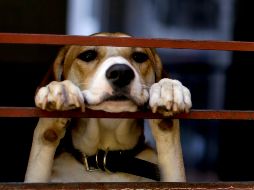 Los perros ya no serán impedimento para que a sus dueños no les renten una casa. (AP / ARCHIVO