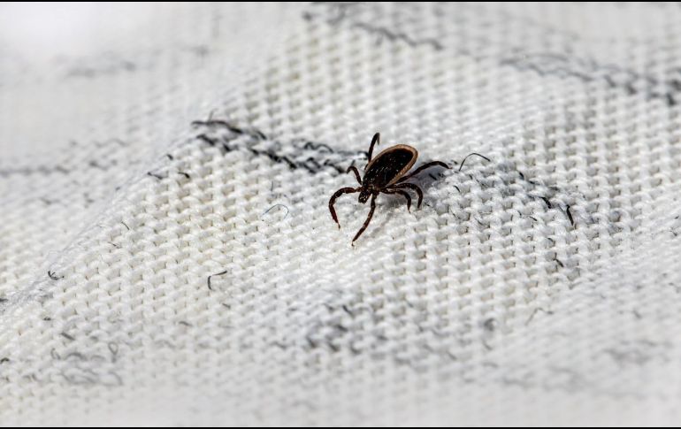 Las garrapatas son transmisoras de la enfermedad de rickettsia poniendo en riesgo tu salud. ESPECIAL/Foto de E. Karits en Unsplash