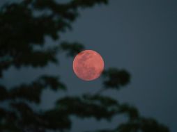 El término Luna Rosa proviene de tradiciones de los nativos americanos, quienes relacionaban esta fase lunar con la época del florecimiento del musgo rosa o Phlox subulata. AP / ARCHIVO