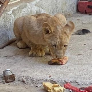 Localizan un cachorro de león en Guadalajara