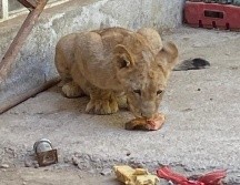 La PROFEPA determinó que la vivienda donde se encontraba el cachorro, no era la adecuada, por lo que fue trasladado. ESPECIAL.