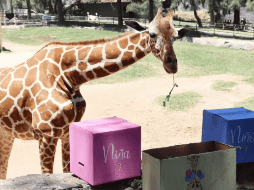 Las y los trabajadores del Zoológico le prepararon un enriquecimiento alimenticio para que la salud de Juana este en perfectas condiciones para convertirse en mamá. ESPECIAL/ INSTAGRAM/ @zoologicoguadalajara.