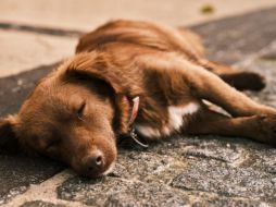 Los perros no emiten juicios basados en la apariencia física, el estatus social o los errores del pasado de sus dueños; más bien, ofrecen amor incondicional y sincero. Pixabay