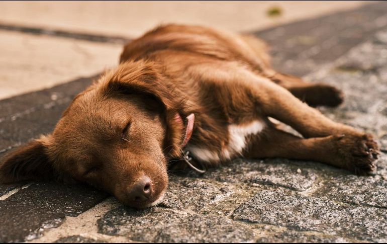 Los perros no emiten juicios basados en la apariencia física, el estatus social o los errores del pasado de sus dueños; más bien, ofrecen amor incondicional y sincero. Pixabay