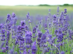 La Revista del Consumidor de la Procuraduría Federal del Consumidor (Profeco), nos comparte algunas plantas que podemos tener en nuestro jardín para atraer polinizadores. UNSPLASH / A. Spratt