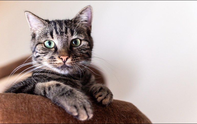 Un consejo base a la hora de considerar este tipo de problemáticas con mascotas es tomar en cuenta el horario en el que se le da de comer, ya que si lo alimentas antes de irte a la cama, lo más probable es que al amanecer ya tenga hambre y te pida que despiertes. PIXABAY