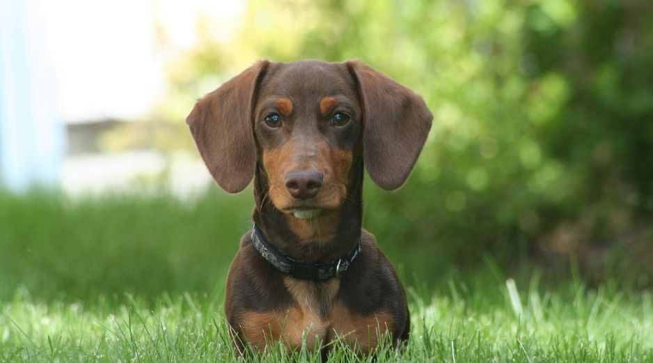Los dachshunds son propensos a sufrir problemas de columna vertebral, especialmente la degeneración del disco intervertebral, que puede causar dolor y sufrimiento significativo. Pixabay