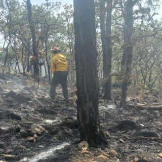 Extinguen incendio en bosque La Primavera