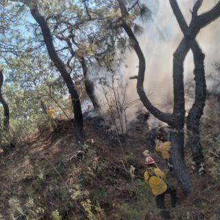 Reportan incendio forestal en el Bosque La Primavera