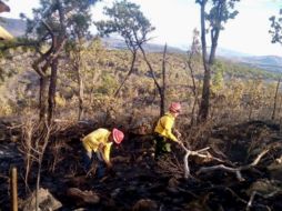 Bosque La Primavera podría tardar en recuperarse hasta dos años: Fiscalía