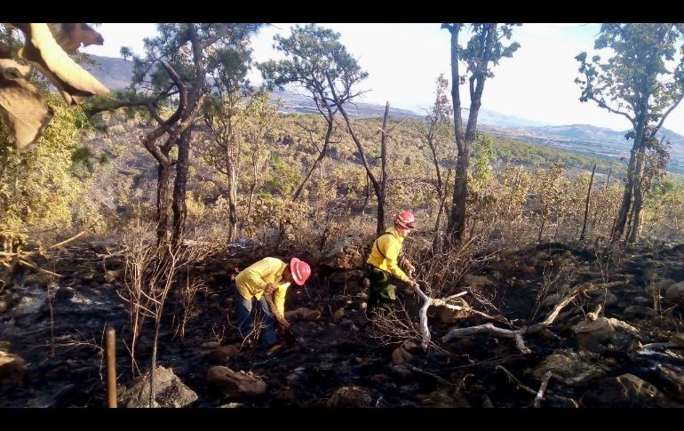 Bosque La Primavera podría tardar en recuperarse hasta dos años: Fiscalía