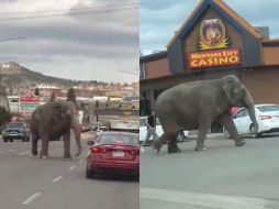 La cadena NBC Montana mostró un video del enorme paquidermo caminando por una concurrida calle de varios carriles. ESPECIAL.