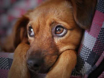 La mejor manera de evitar situaciones de conflicto es conocer y comprender el comportamiento canino, así como educar a los propietarios sobre la importancia de socializar adecuadamente a sus mascotas y prevenir comportamientos agresivos. Pixabay.