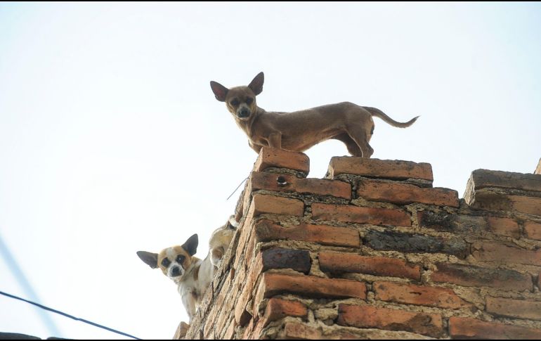 Es necesario que protejas a tu mejor amigo de las altas temperaturas, procurando que se encuentre en un ambiente fresco y a la sombra. EL INFORMADOR/ ARCHIVO.