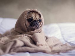 La conexión entre un perro y su dueño es verdaderamente única y especial. Unsplash.