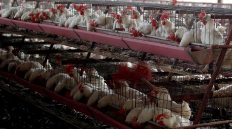 La OMS confirmó recientemente un caso humano de gripe aviar H5N1 en Texas, Estados Unidos. EFE / ARCHIVO