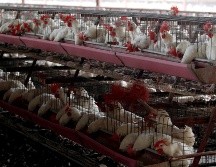 La OMS confirmó recientemente un caso humano de gripe aviar H5N1 en Texas, Estados Unidos. EFE / ARCHIVO