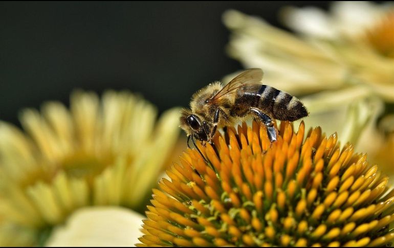 En general, los insectos no atacan a menos que se sientan amenazados, por lo que mantener la calma y no moverse es importante si se encuentran cerca de abejas. Pixabay.