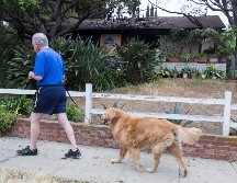Los perros y gatos no poseen la capacidad de regular su temperatura a través del sudor, por lo que son particularmente susceptibles a sufrir un golpe de calor. AP / ARCHIVO