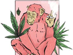 El etnobotánico Terence McKenna lanzó una hipótesis según la cual el cerebro humano resultó del consumo de sustancias psicotrópicas. CORTESÍA/@elchubi_