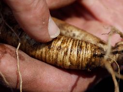 Resulta importante destacar las bondades de una raíz milenaria que es considerada como un superalimento y un energizante natural. AP / ARCHIVO