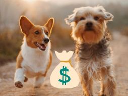 la protección del seguro puede variar según la cobertura y la institución financiera, sin embargo, las coberturas básicas son. UNSPLASH / Alvan Nee