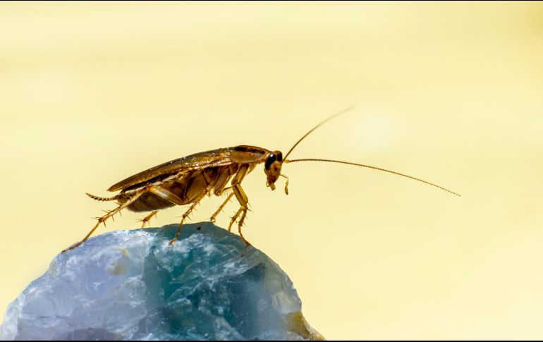 Uno de los insectos que más abunda en las calles y puede llegar hasta tu hogar durante este tiempo son las cucarachas. UNSPLASH /  Erik Karits