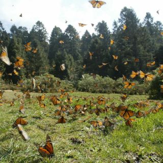 Día de la Tierra: Por qué se conmemora cada 22 de abril