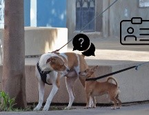 Esto es lo que necesitas para registrar a tu mascota en Jalisco; solo es necesario si vives en este municipio. EL INFORMADOR / ARCHIVO