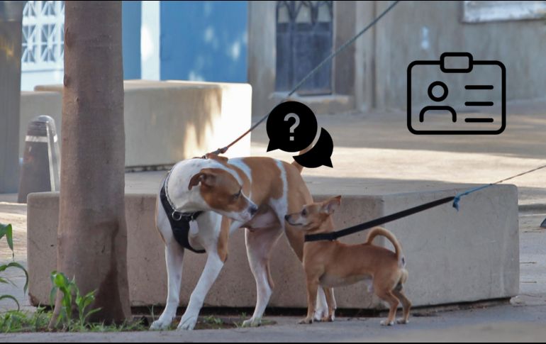 Esto es lo que necesitas para registrar a tu mascota en Jalisco; solo es necesario si vives en este municipio. EL INFORMADOR / ARCHIVO