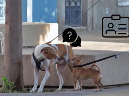 Esto es lo que necesitas para registrar a tu mascota en Jalisco; solo es necesario si vives en este municipio. EL INFORMADOR / ARCHIVO