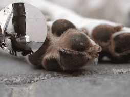 Hasta ahora se desconoce quién sea el hombre, y si tendrá alguna consecuencia por sus acciones.  ESPECIAL/Pixabay.