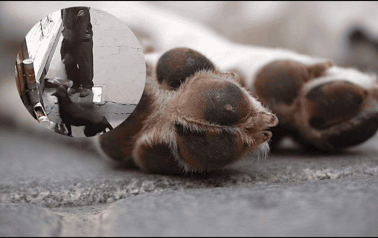 Hasta ahora se desconoce quién sea el hombre, y si tendrá alguna consecuencia por sus acciones.  ESPECIAL/Pixabay.