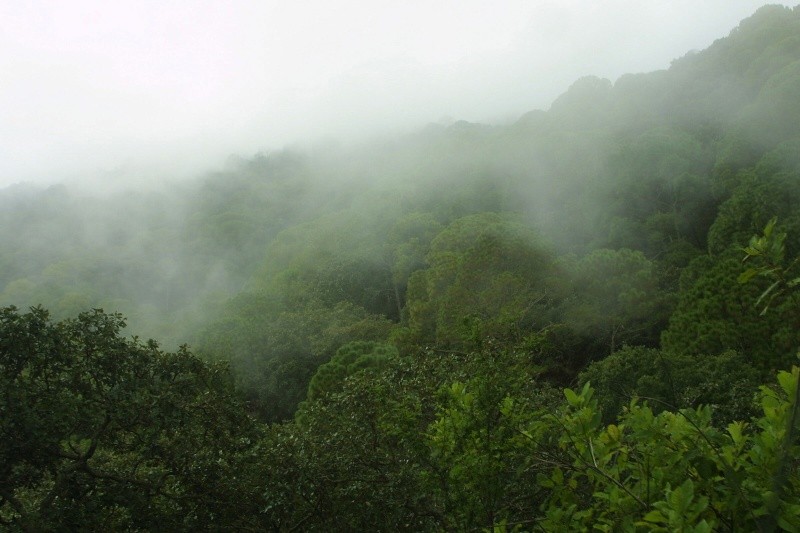 Reserva de la Biósfera de Manantlán. EL INFORMADOR / ARCHIVO