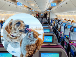 Cada vez vemos a más mascotas en cabina, al lado de sus humanos en los aviones. UNSPLASH / A. Schimmeck / Y. Laurichesse