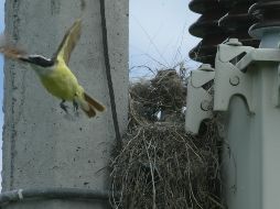 las aves expuestas al ruido del tráfico durante su periodo de incubación y recién salidas del nido sufren secuelas negativas el resto de su vida. EL INFORMADOR / ARCHIVO