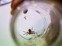 Las autoridades ya se encuentran realizando las investigaciones correspondientes. EL INFORMADOR/ ARCHIVO