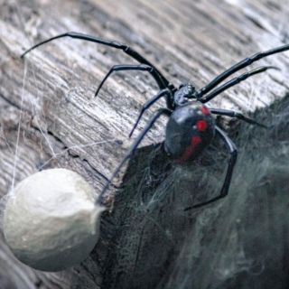 ¿Qué hacer ante una picadura de araña?