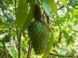 La guanábana es reconocida por sus importantes propiedades medicinales y cosméticas. Según la Secretaría de Cultura y Desarrollo Rural. Pixabay.