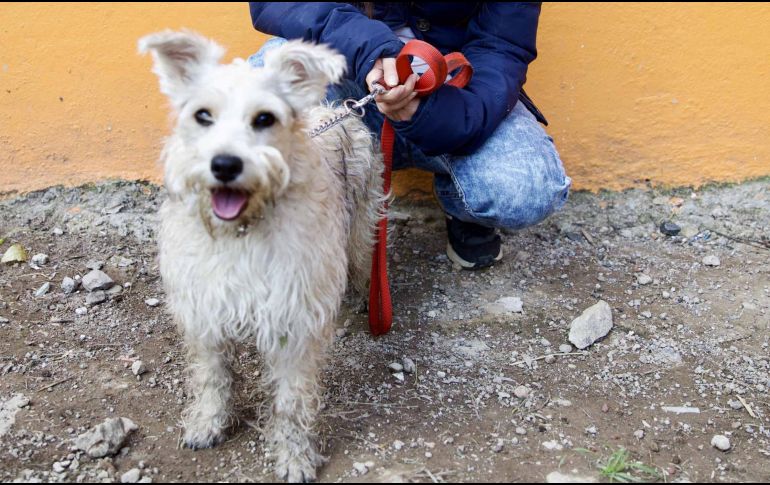 Estas son las palabras que más sonrisas le provocarán a tu perrito. SUN / ARCHIVO