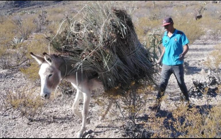 Esta planta que se encuentra en varios estados de México te va a ayudar con ciertos problemas de la piel. ESPECIAL / GOBIERNO DE MÉXICO