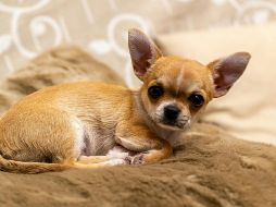 Aquí te compartimos cuáles son estas razas ideales para estar en casa. UNSPLASH / David Vives